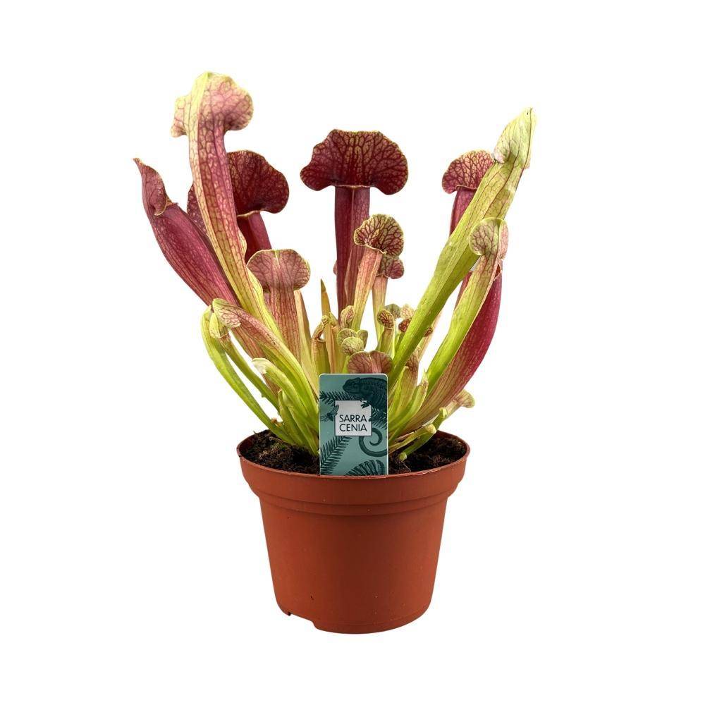 La Green Touch - Sarracenia Crimson wave 25cm - Plante d'intérieur- La Green Touch - Image 1