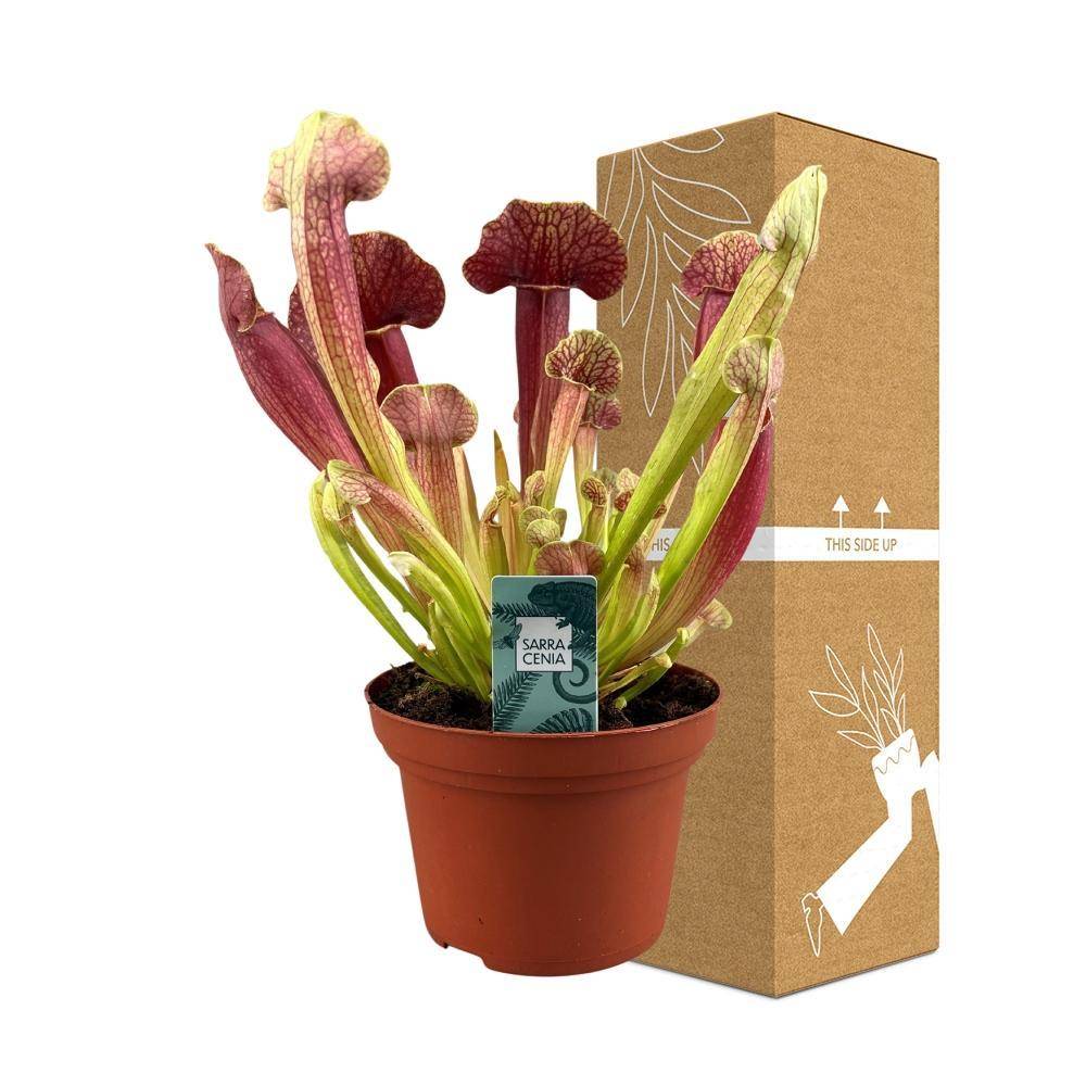 La Green Touch - Sarracenia Crimson wave 25cm - Plante d'intérieur- La Green Touch - Image 4