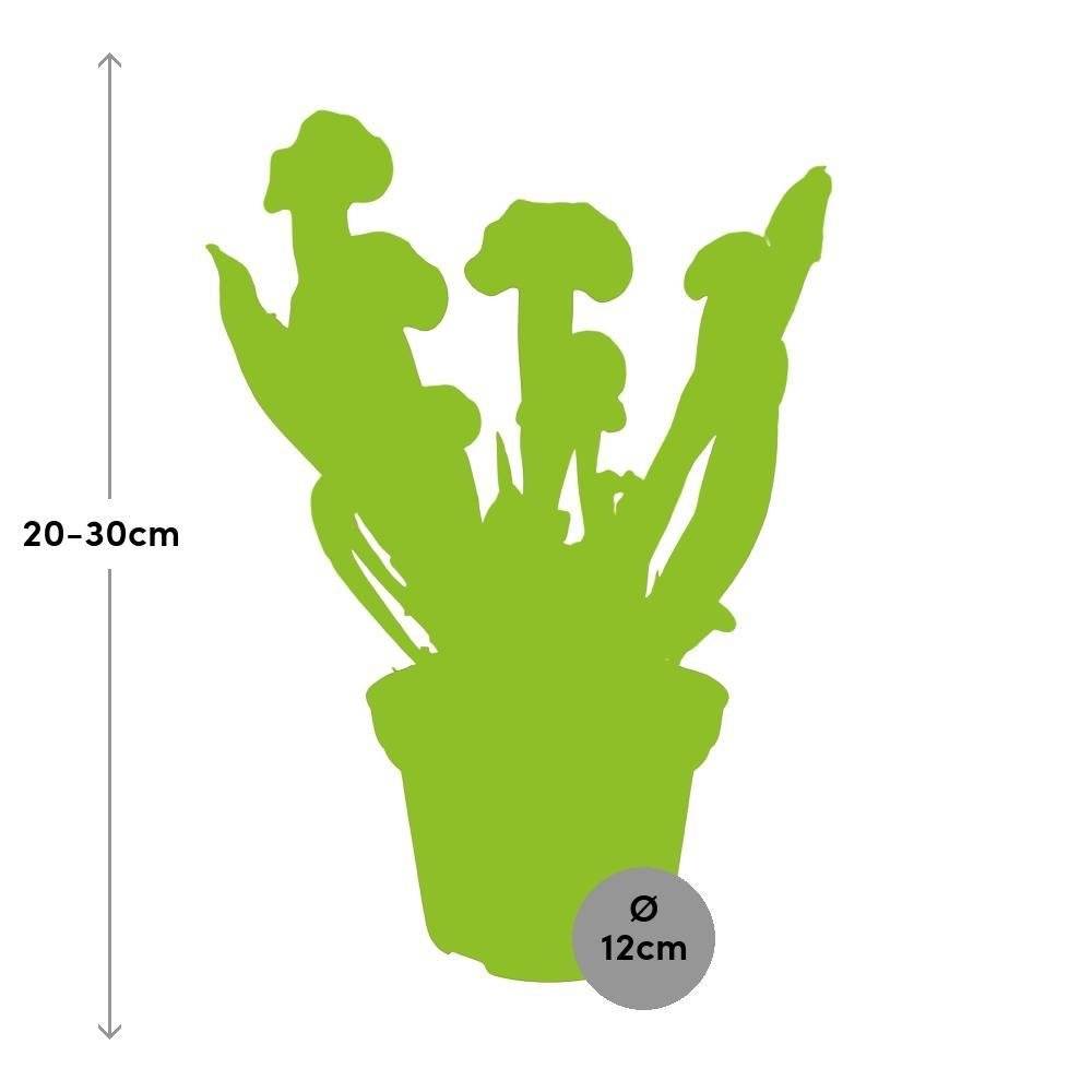La Green Touch - Sarracenia Crimson wave 25cm - Plante d'intérieur- La Green Touch - Image 3