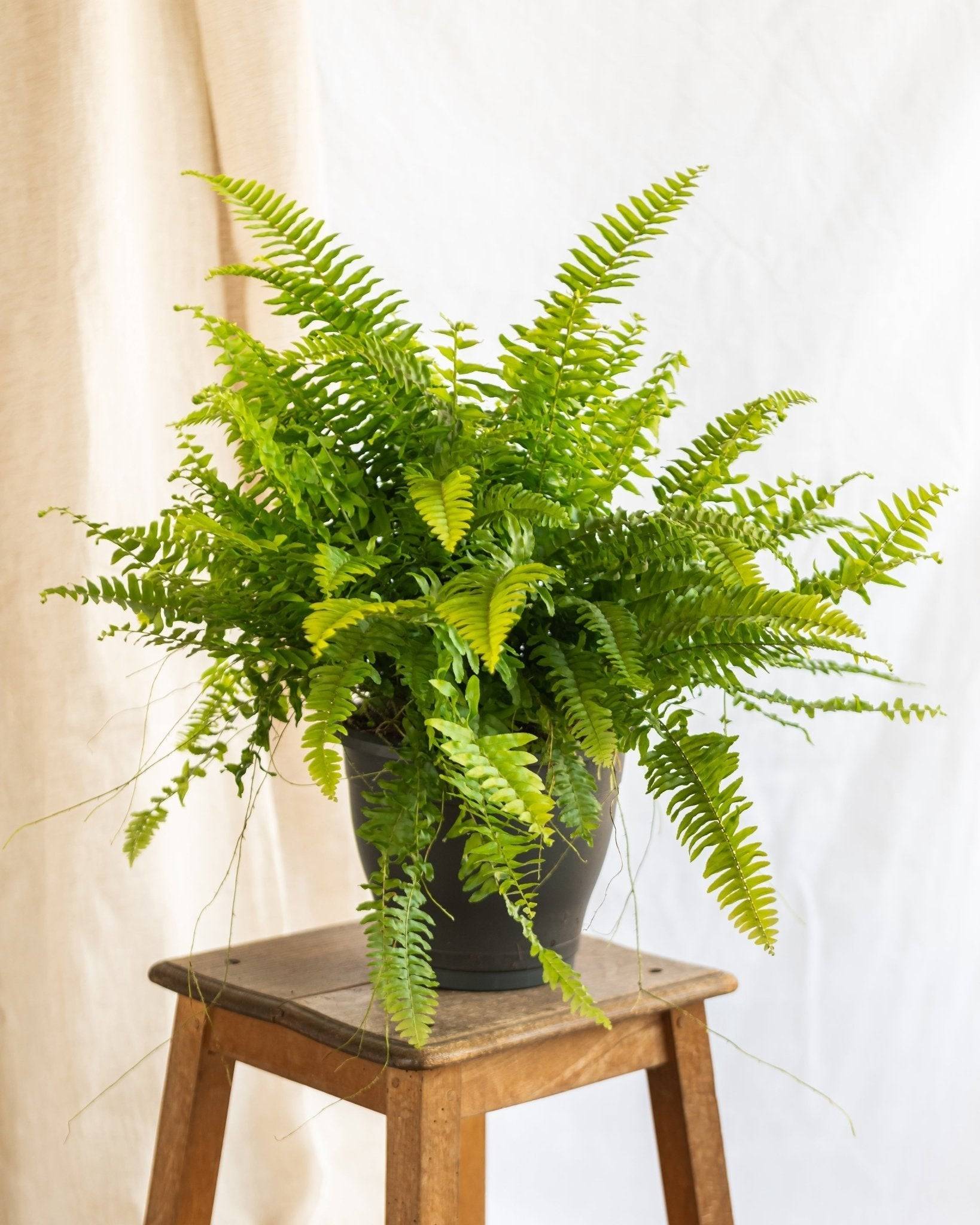 Grande fougère de boston 40cm - Plante d'intérieur- La Green Touch - Image 2