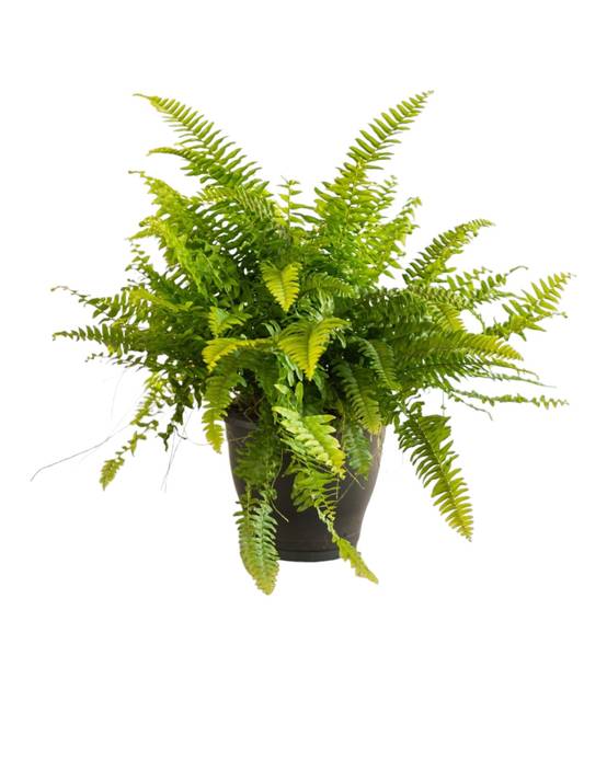 Grande fougère de boston 40cm - Plante d'intérieur- La Green Touch - Image 1