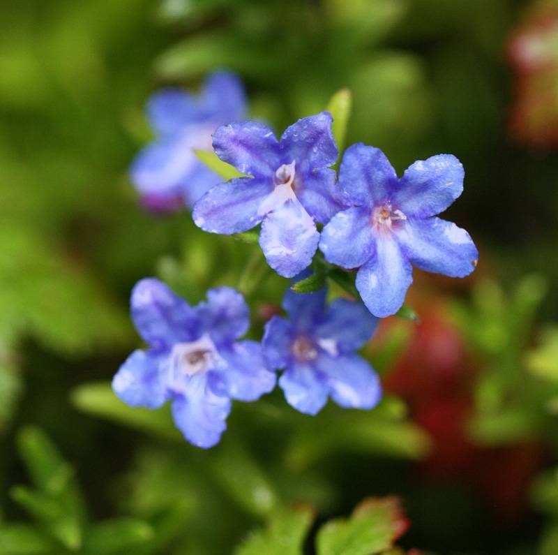 Promesse de Fleurs - Lithodora diffusa Heavenly Blue - Grémil diffus Godet de 8/9 cm