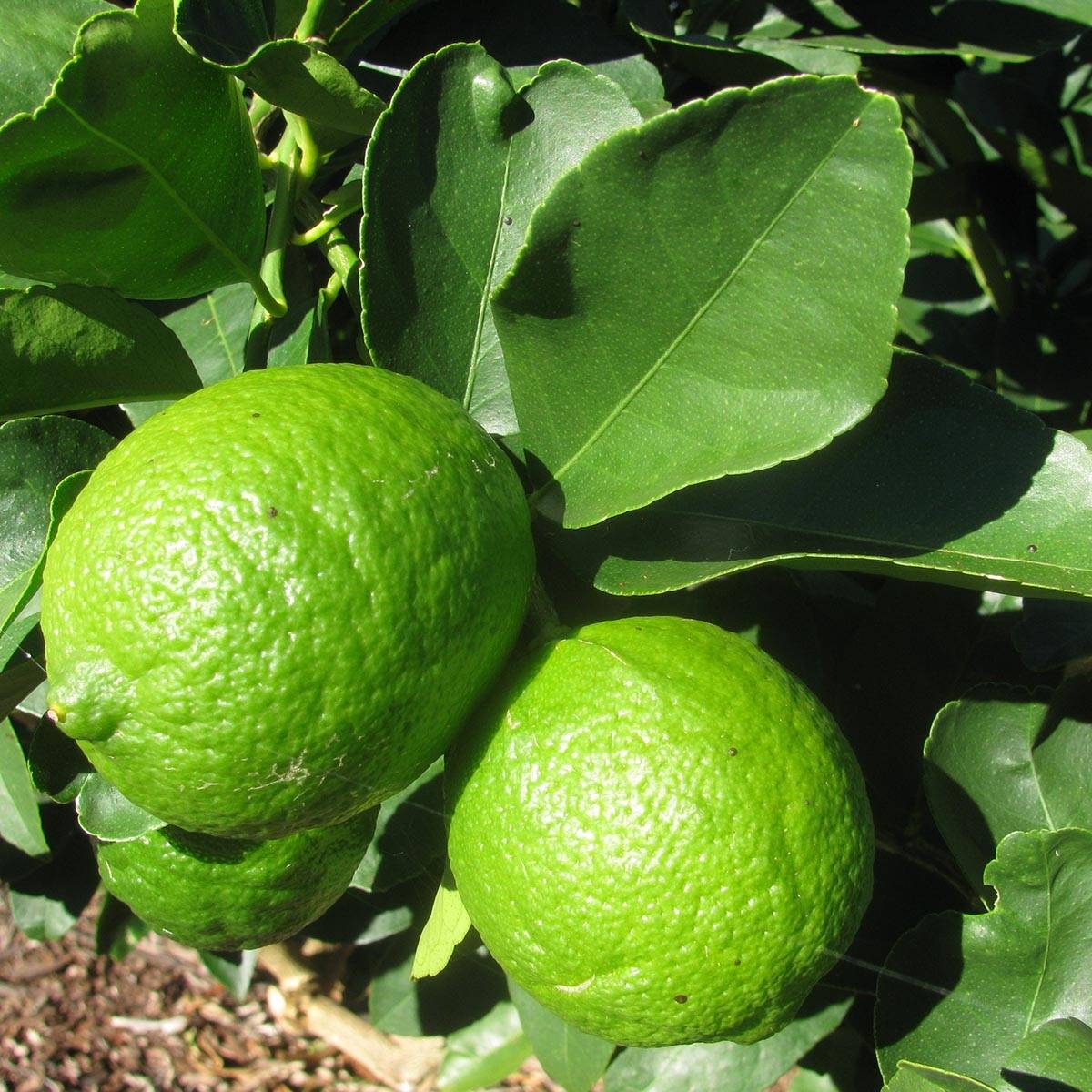 Promesse de Fleurs - Grand Citron vert - Citrus latifolia Pot de 4L/5L, 1/4 de tige