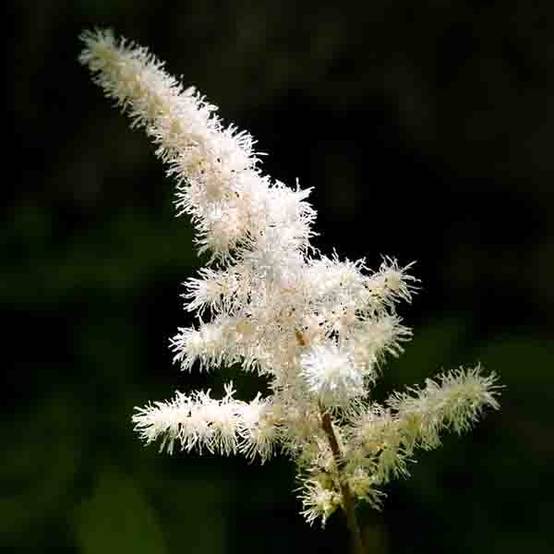 Astilbe arendsii Diamant Godet de 8/9 cm