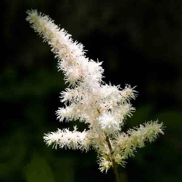 Astilbe arendsii Diamant Godet de 8/9 cm