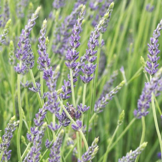 Lavande Dutch Lavander, Lavandin à fleurs Bleue - feuillage Persistant - Pot de 5L - 40/60 cm- hauteur à maturité De 0,50 m à 1,00 m - Image 1