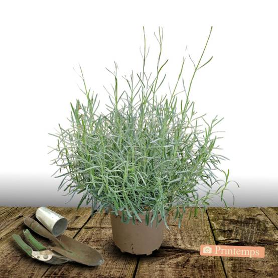 Lavande Dutch Lavander, Lavandin à fleurs Bleue - feuillage Persistant - Pot de 5L - 40/60 cm- hauteur à maturité De 0,50 m à 1,00 m - Image 5