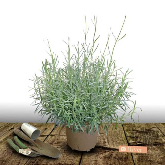 Lavande Dutch Lavander, Lavandin à fleurs Bleue - feuillage Persistant - Pot de 5L - 40/60 cm- hauteur à maturité De 0,50 m à 1,00 m - Image 4