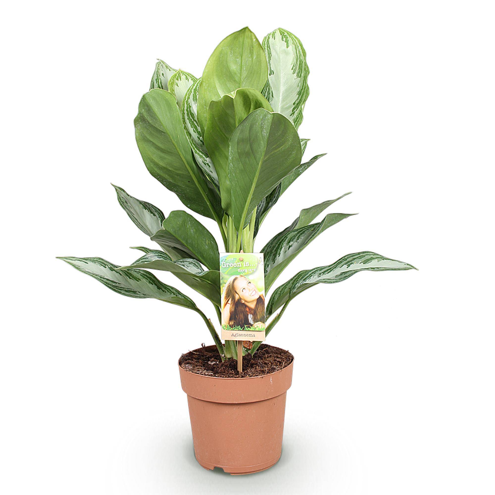 Aglaonema Silver Bay - Pot de 17cm - Hauteur 70-75cm - 1 plante - Sans cache-pot - Plantes d'intérieur - Image 2