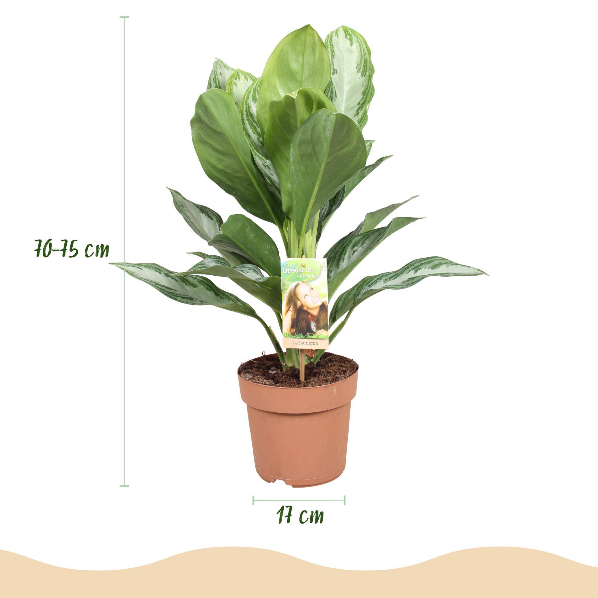 Aglaonema Silver Bay - Pot de 17cm - Hauteur 70-75cm - 1 plante - Sans cache-pot - Plantes d'intérieur - Image 3
