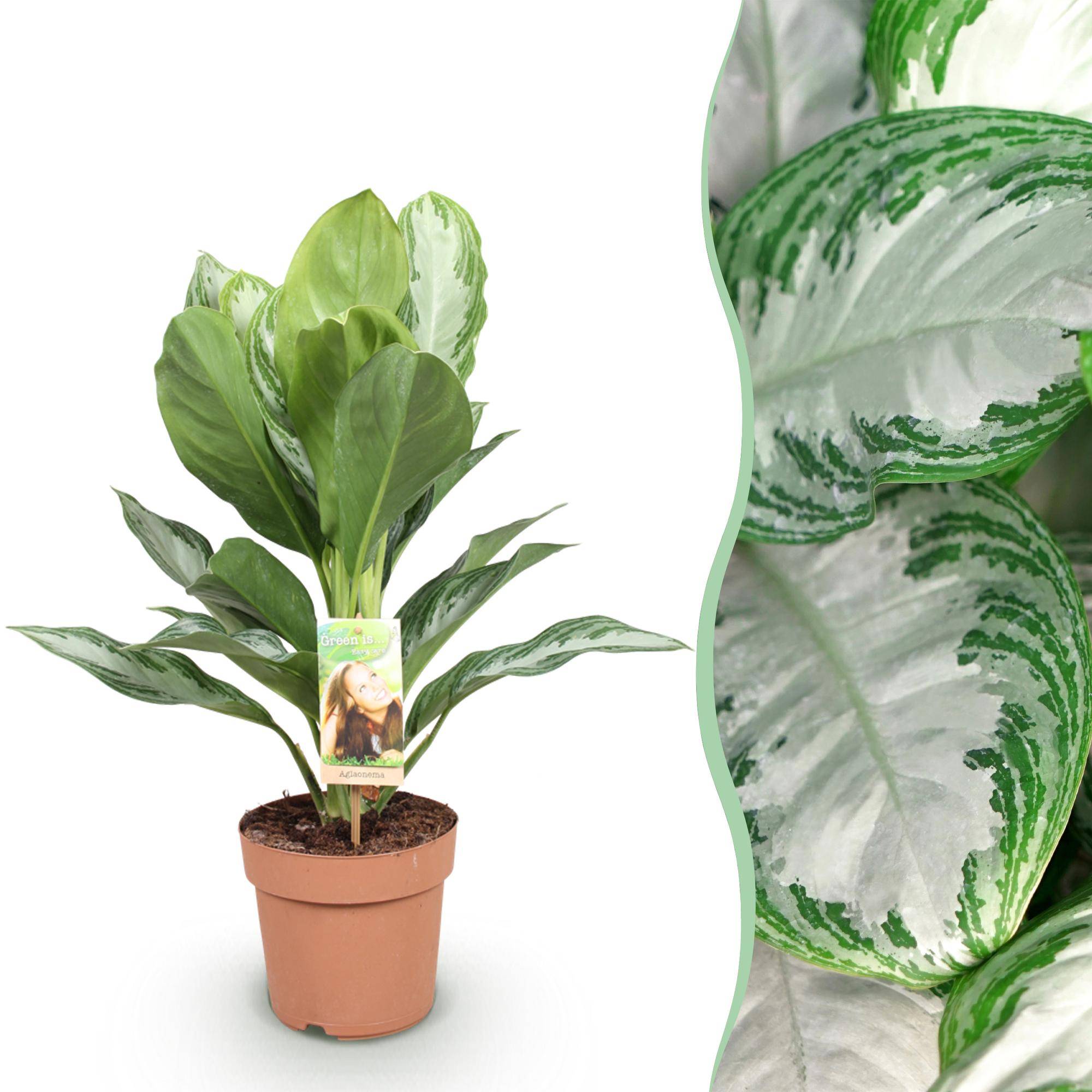 Aglaonema Silver Bay - Pot de 17cm - Hauteur 70-75cm - 1 plante - Sans cache-pot - Plantes d'intérieur