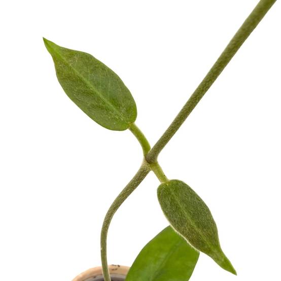 Hoya Albiflora - Pot de 9cm - Plantes d'intérieur - Image 4