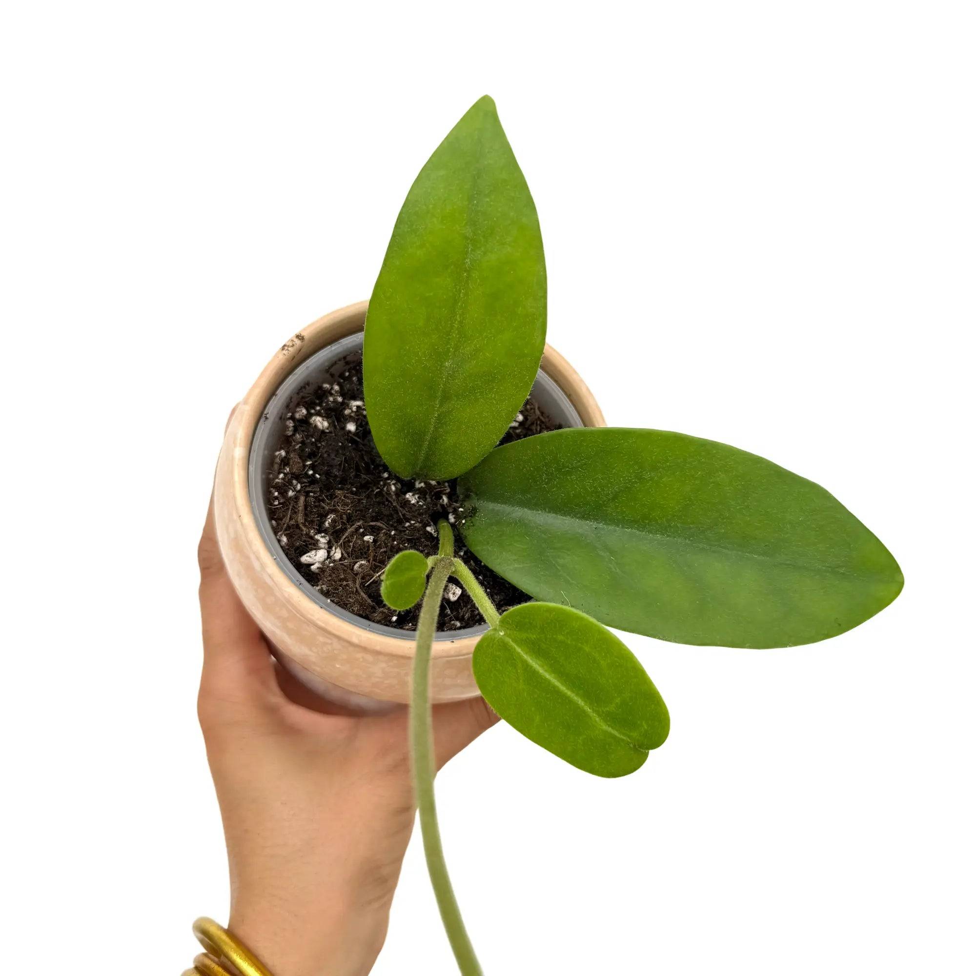 Hoya Albiflora - Pot de 9cm - Plantes d'intérieur - Image 2