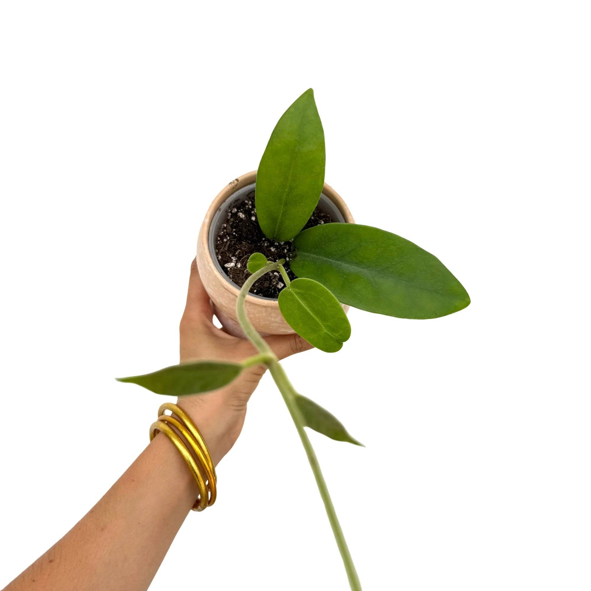 Hoya Albiflora - Pot de 9cm - Plantes d'intérieur - Image 3