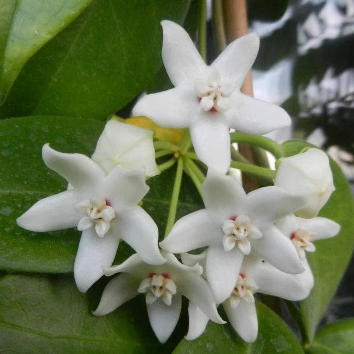 Hoya Albiflora - Pot de 9cm - Plantes d'intérieur - Image 1