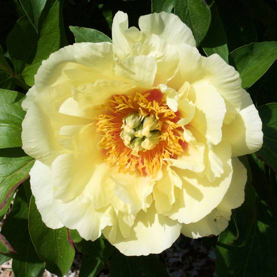 Promesse de Fleurs - Pivoine itoh Yellow Crown Pot de 3L/4L