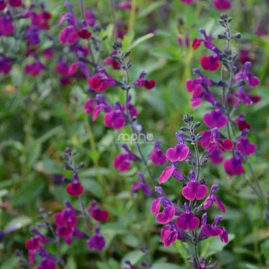 Sauge Violette de Loire® 'Barsal' à fleurs Violette - feuillage Caduc - Pot de 3L - 20/40 cm- hauteur à maturité De 0,50 m à 1,00 m - Image 2