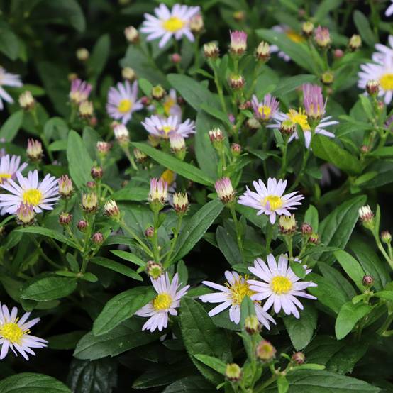 Promesse de Fleurs - Aster ageratoides Stardust Godet de 8/9 cm