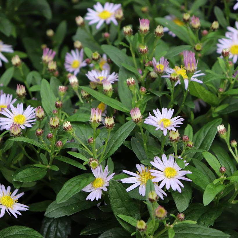 Promesse de Fleurs - Aster ageratoides Stardust Godet de 8/9 cm