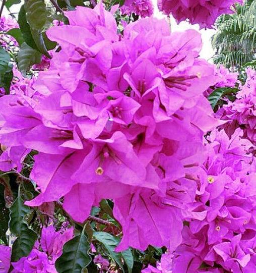 0 - Bougainvilliers Pot de 20 Litres - 110/130 cm - Image 3