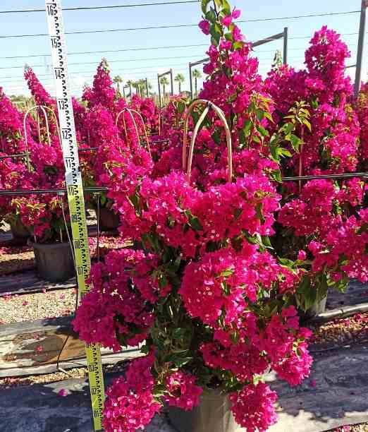 0 - Bougainvilliers  Pot de 20 Litres - 110/130 cm