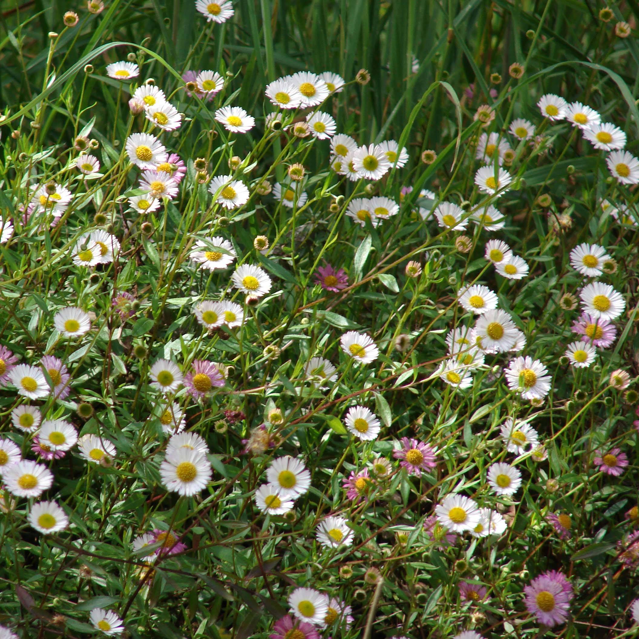 Erigeron karvinskianus - Vergerette Godet de 7/8 cm