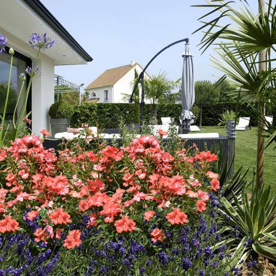 Rosier paysager Decorosier® Isalia® 'Noat1804' à fleurs Orange - feuillage Caduc - Pot de 2L - 40/60 cm- hauteur à maturité De 0,50 m à 1,00 m - Image 1