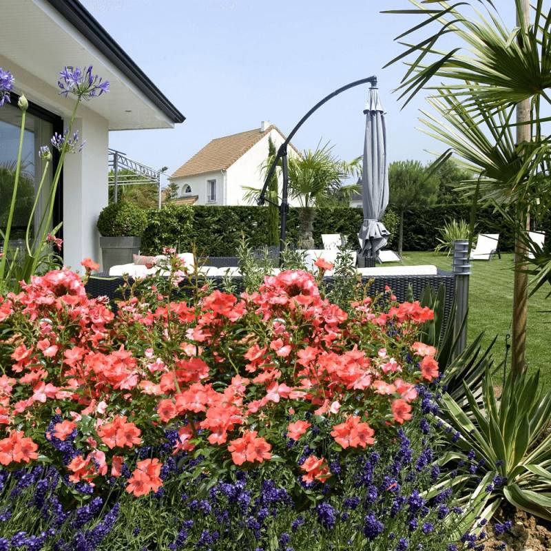 Rosier paysager Decorosier® Isalia® 'Noat1804' à fleurs Orange/ - feuillage Caduc - Pot de 2L - 40/60 cm