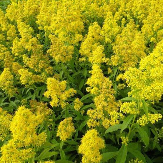 Solidago hybride Ducky - Verge d'or Godet de 8/9 cm