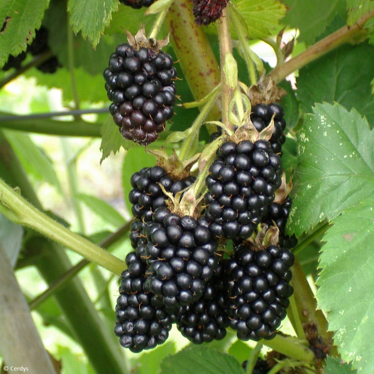 Mûre sans épines Dirksen Thornless - Rubus fruticosus  Pot de 1,5L/2L