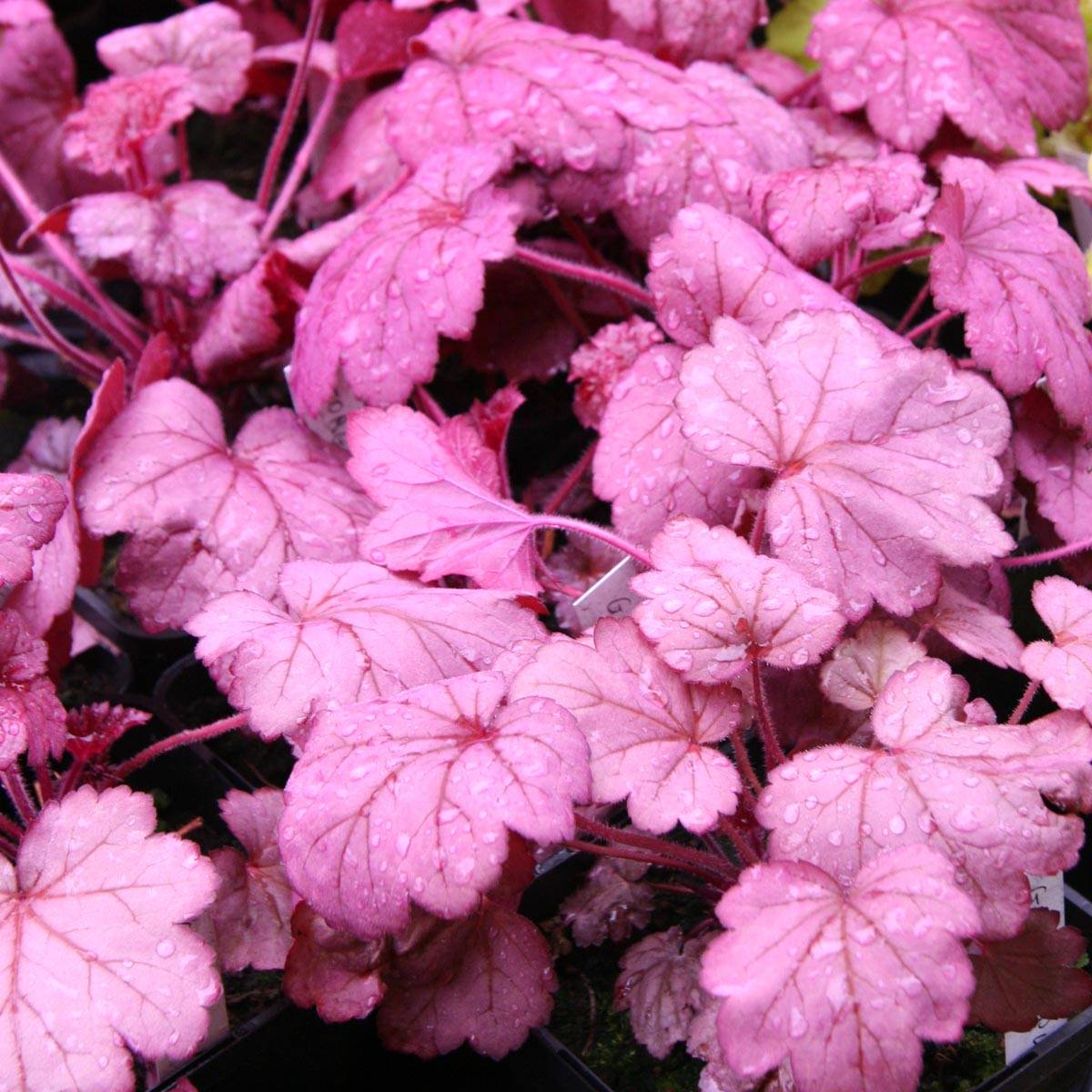 Promesse de Fleurs - Heuchère - Heuchera Georgia Plum Godet de 8/9 cm