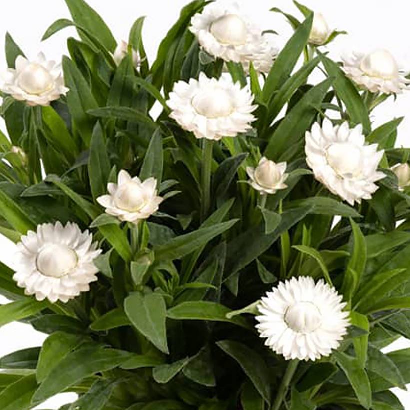 Bracteantha Heliana White - Immortelle Mini-motte Ø 1,5/2,5 cm (par 5)
