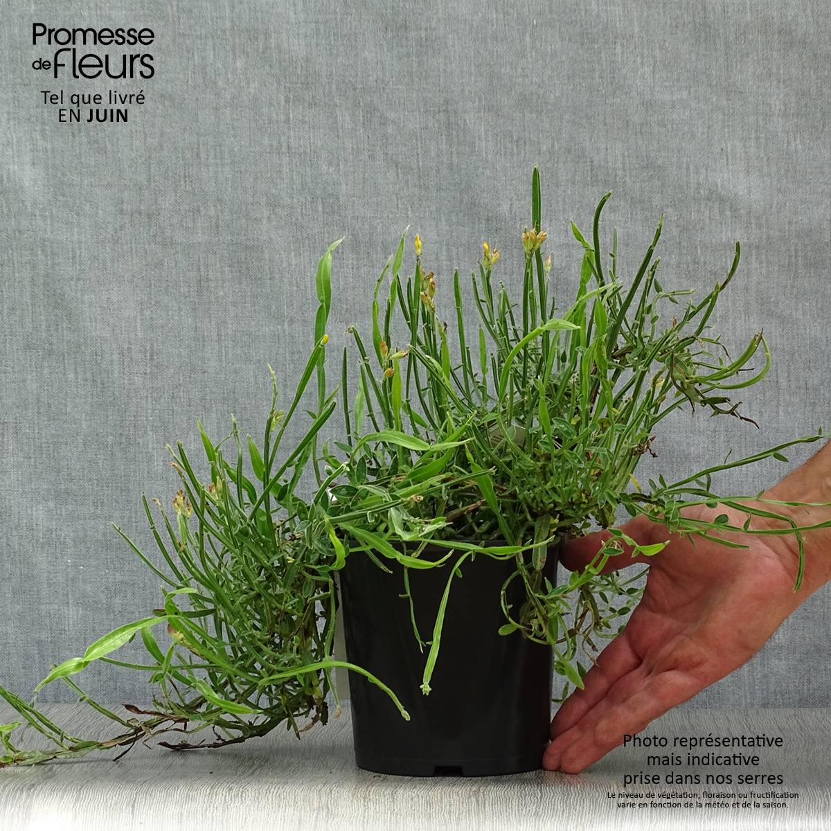Promesse de Fleurs - Genista sagittalis - Genêt ailé Pot de 2L/3L - Image 2