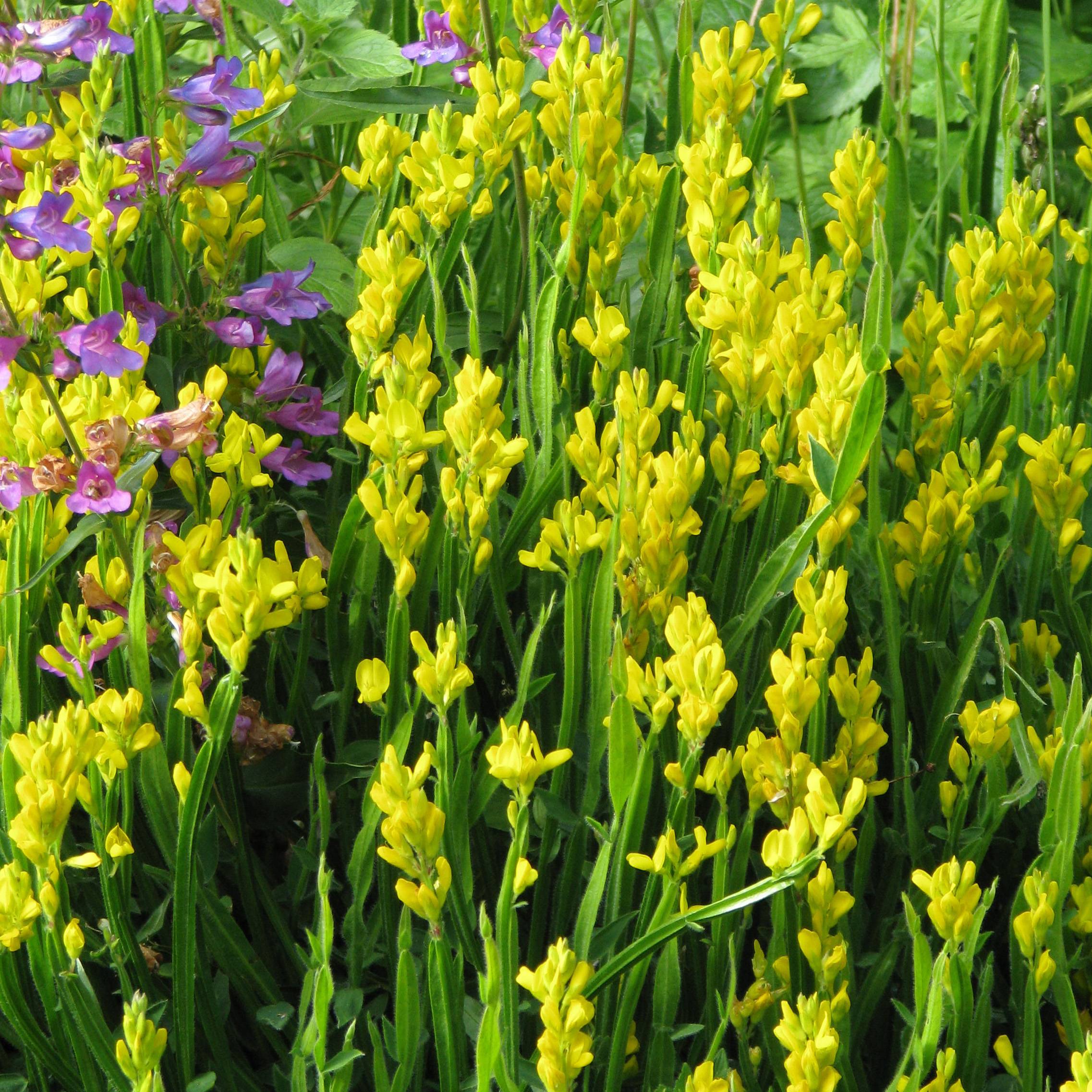 Promesse de Fleurs - Genista sagittalis - Genêt ailé Pot de 2L/3L