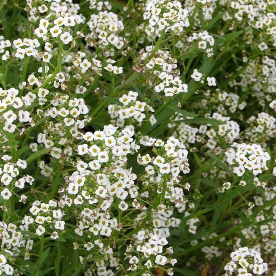 Graines d'Alysse odorant Snowcloth - Lobularia maritima le sachet de 1050 graines environ (0,5g)