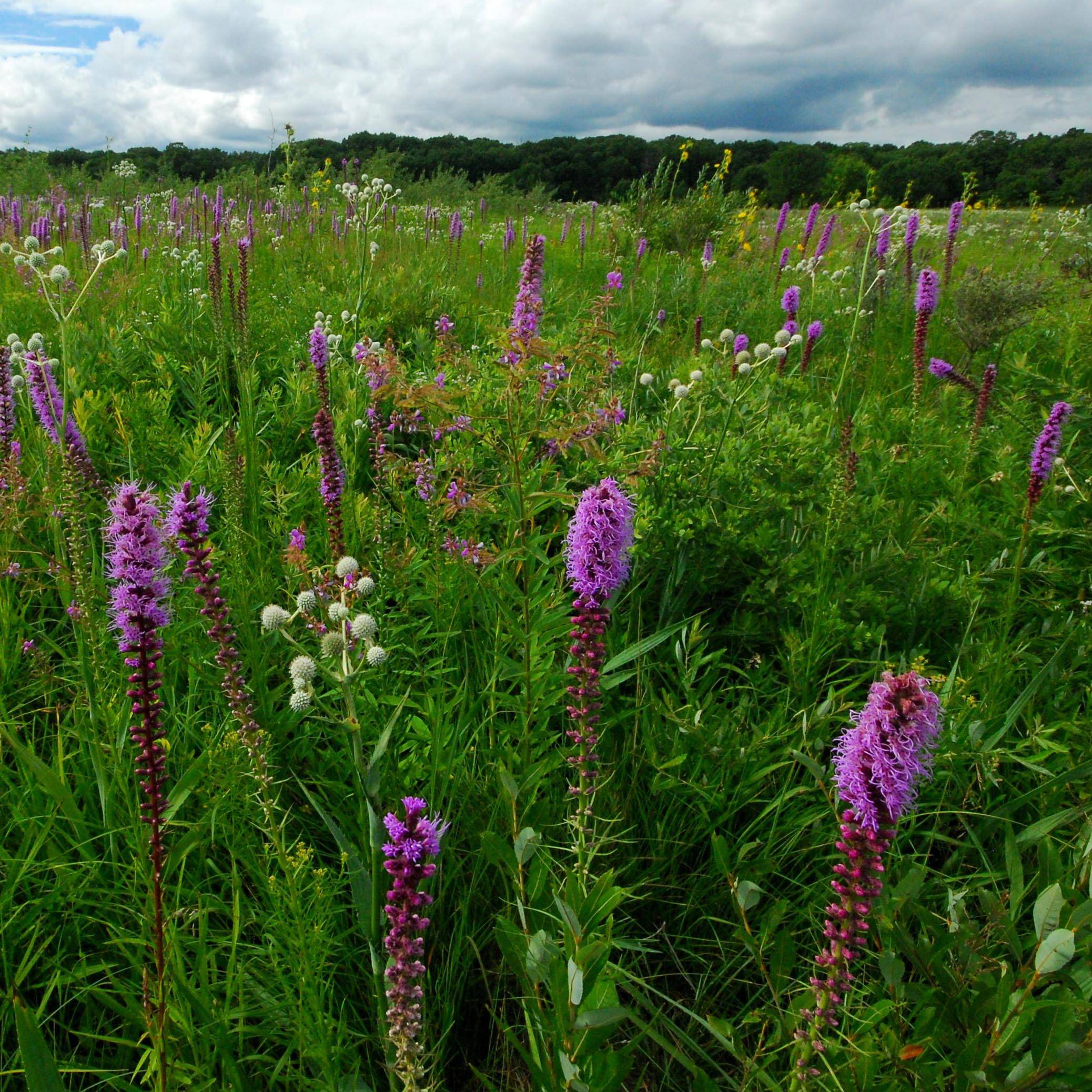 Liatris pycnostachya Godet de 8/9 cm