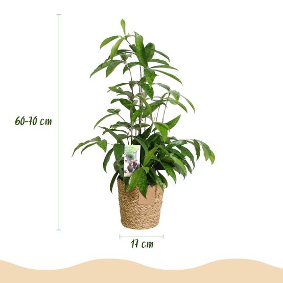 Dracaena surculosa - avec panier - Ø17cm - ↕70cm - Plantes d’intérieur - Image 3