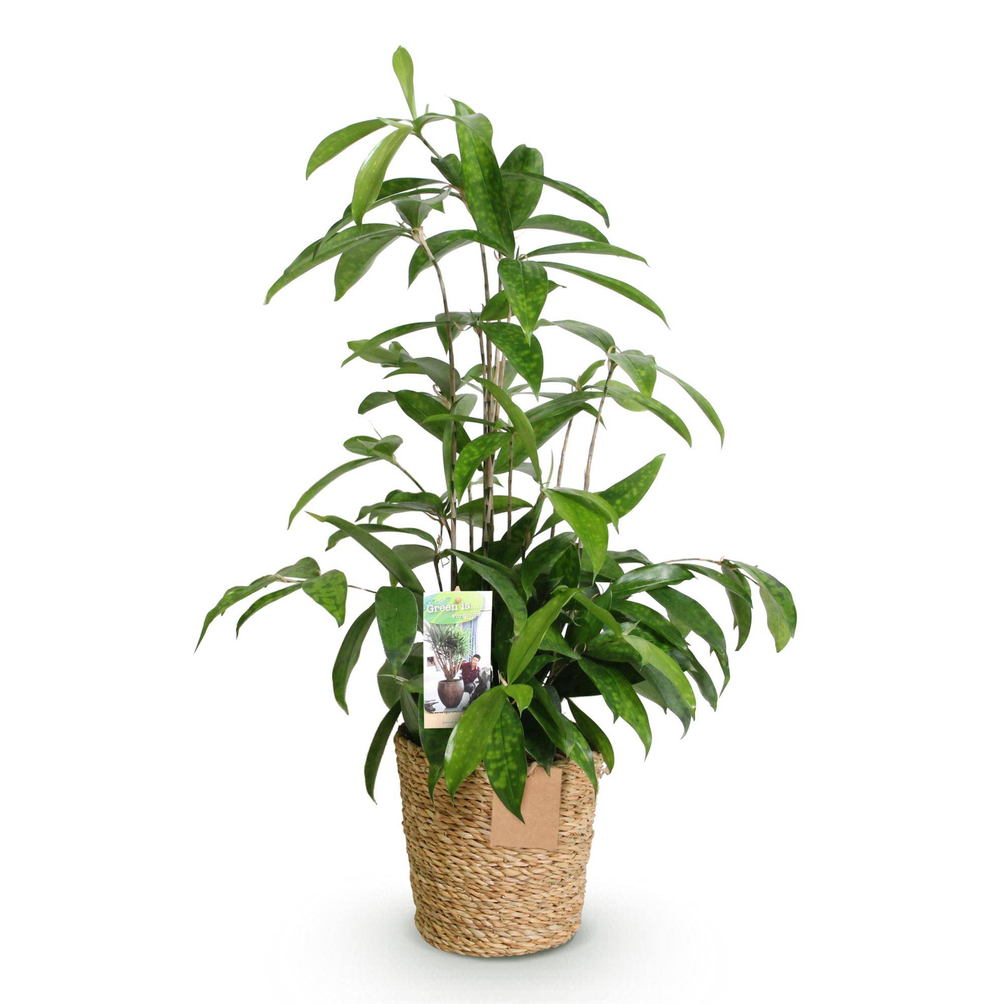 Dracaena surculosa - avec panier - Ø17cm - ↕70cm - Plantes d’intérieur - Image 2