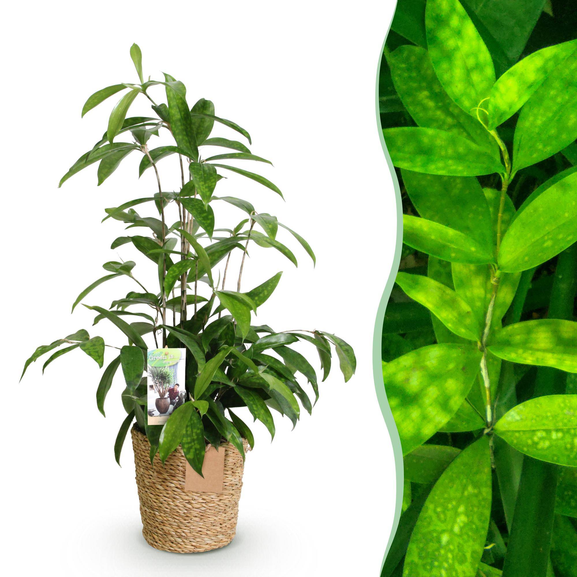 Dracaena surculosa - avec panier - Ø17cm - ↕70cm - Plantes d’intérieur - Image 1