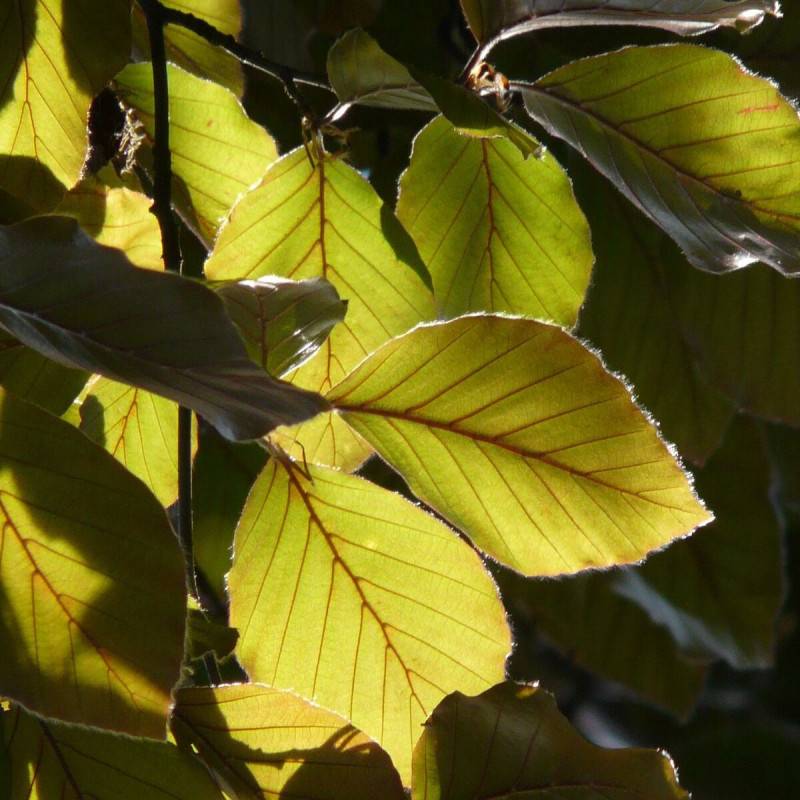 Hêtre commun Dawick Gold, Fagus - Pot de 15L - Baliveau - Image 2