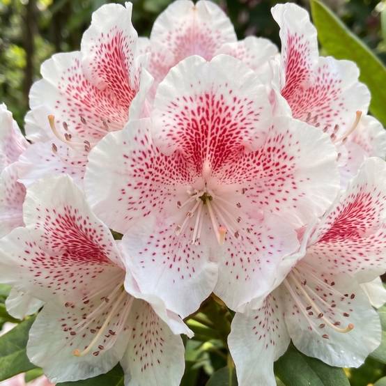 Promesse de Fleurs - Rhododendron Double Dots - Grand rhododendron Pot de 4L/5L