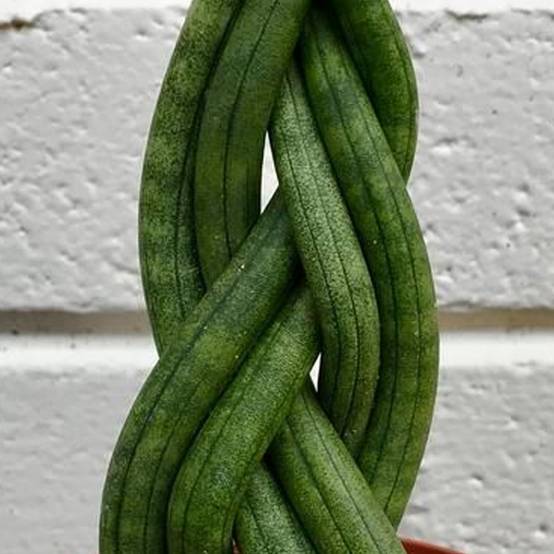 Gardenersdream - Sansevieria Tressé - Twister | Cadeau Plante D'Intérieur À Feuillage Persistant De 30 À 40 Cm Pot Inclus - GardenersDream - Image 3