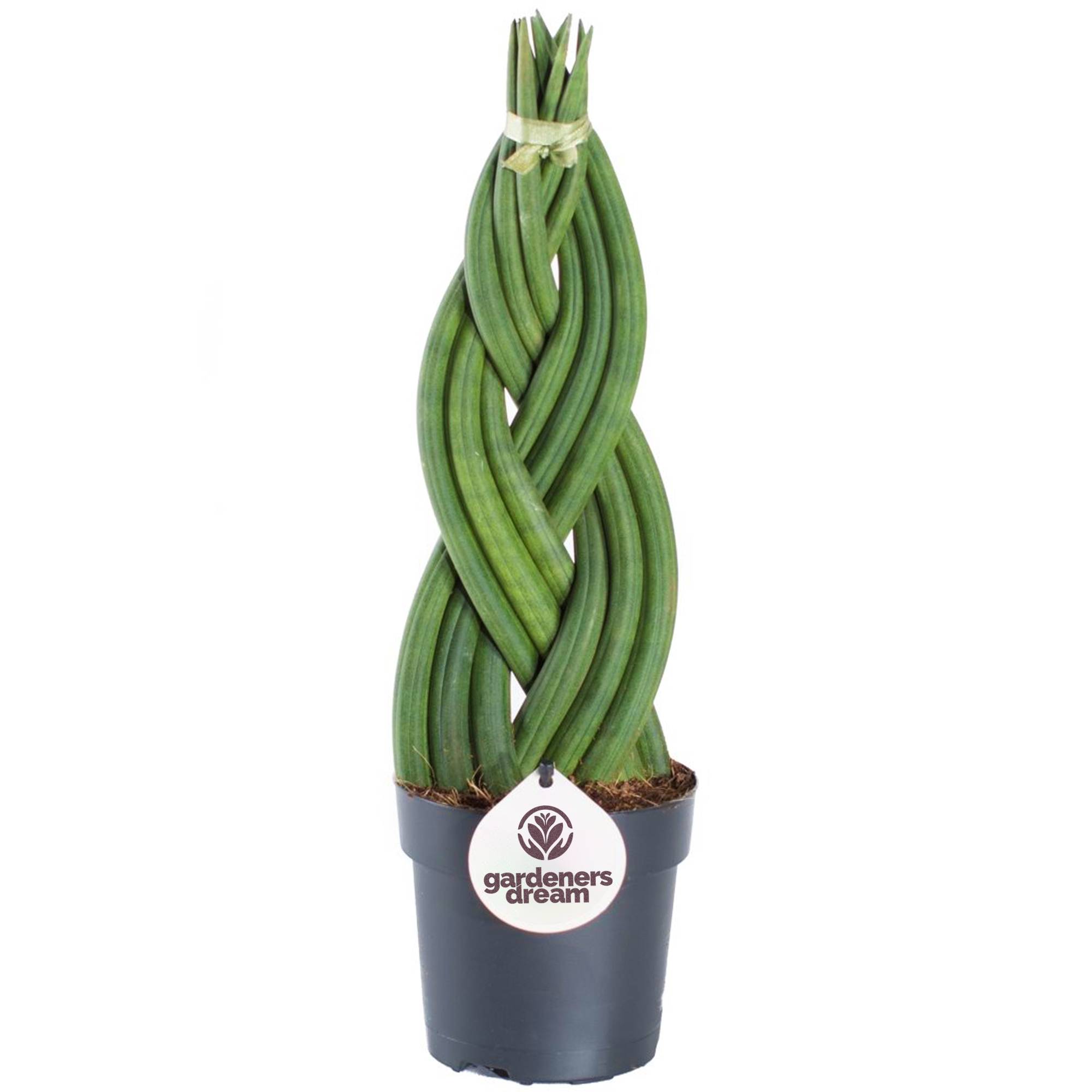 Gardenersdream - Sansevieria Tressé - Twister | Cadeau Plante D'Intérieur À Feuillage Persistant De 30 À 40 Cm Pot Inclus - GardenersDream - Image 2