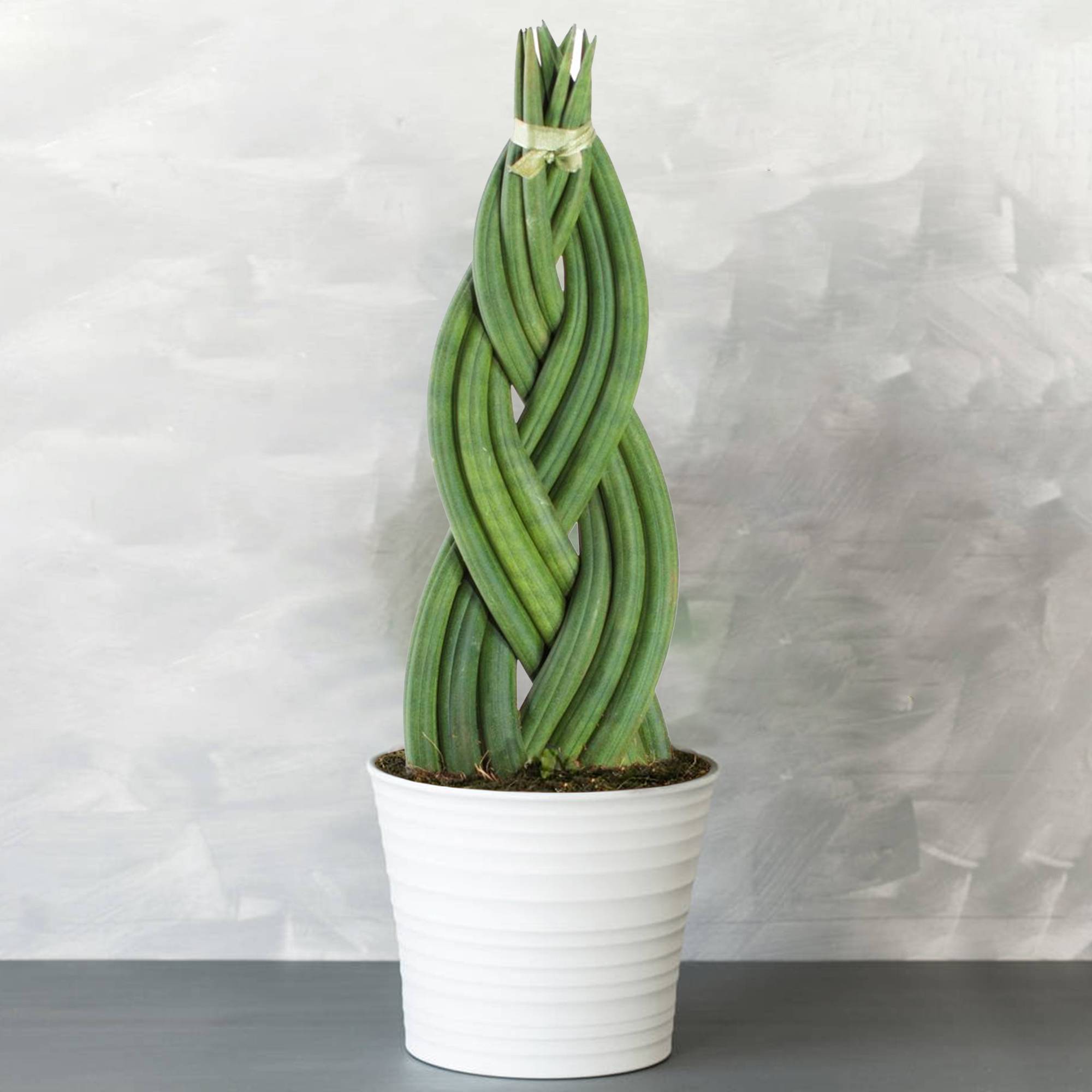 Gardenersdream - Sansevieria Tressé - Twister | Cadeau Plante D'Intérieur À Feuillage Persistant De 30 À 40 Cm Pot Inclus - GardenersDream - Image 1