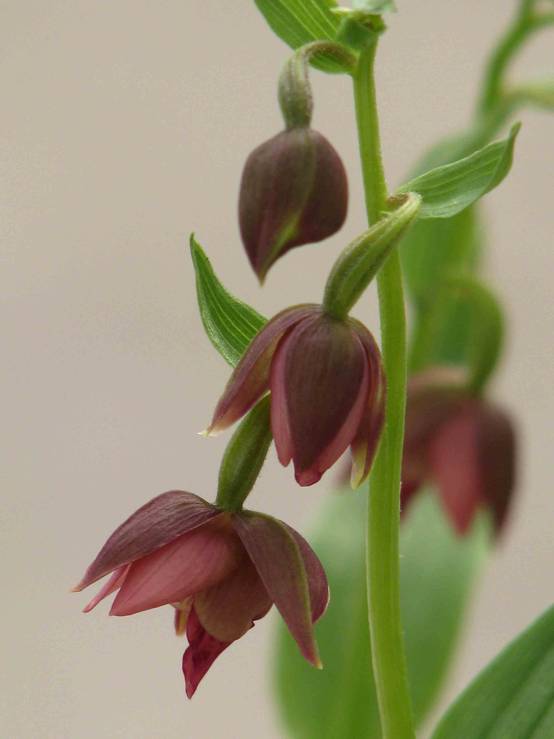 Epipaclis Rouge Epipactis royleana Taille:Pot de 1 litre - 0/60 cm - Couleur floraison ...
