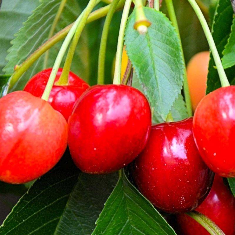 Cerisier bigarreau 'Napoléon' (Prunus avium 'Napoléon') - Scion de 150cm - Pépinières Naudet - Image 1