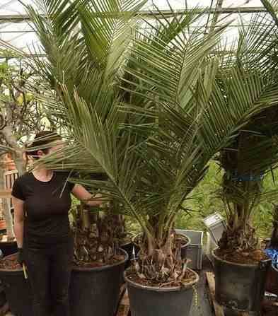 0 - Jubaea chilensis (Cocotier du chili, palmier à vin)  Pot 160L stipe de 50/60 cm hauteur 200/250cm - Image 2