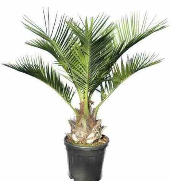 0 - Jubaea chilensis (Cocotier du chili, palmier à vin) Pot 160L stipe de 50/60 cm hauteur 200/250cm - Image 1