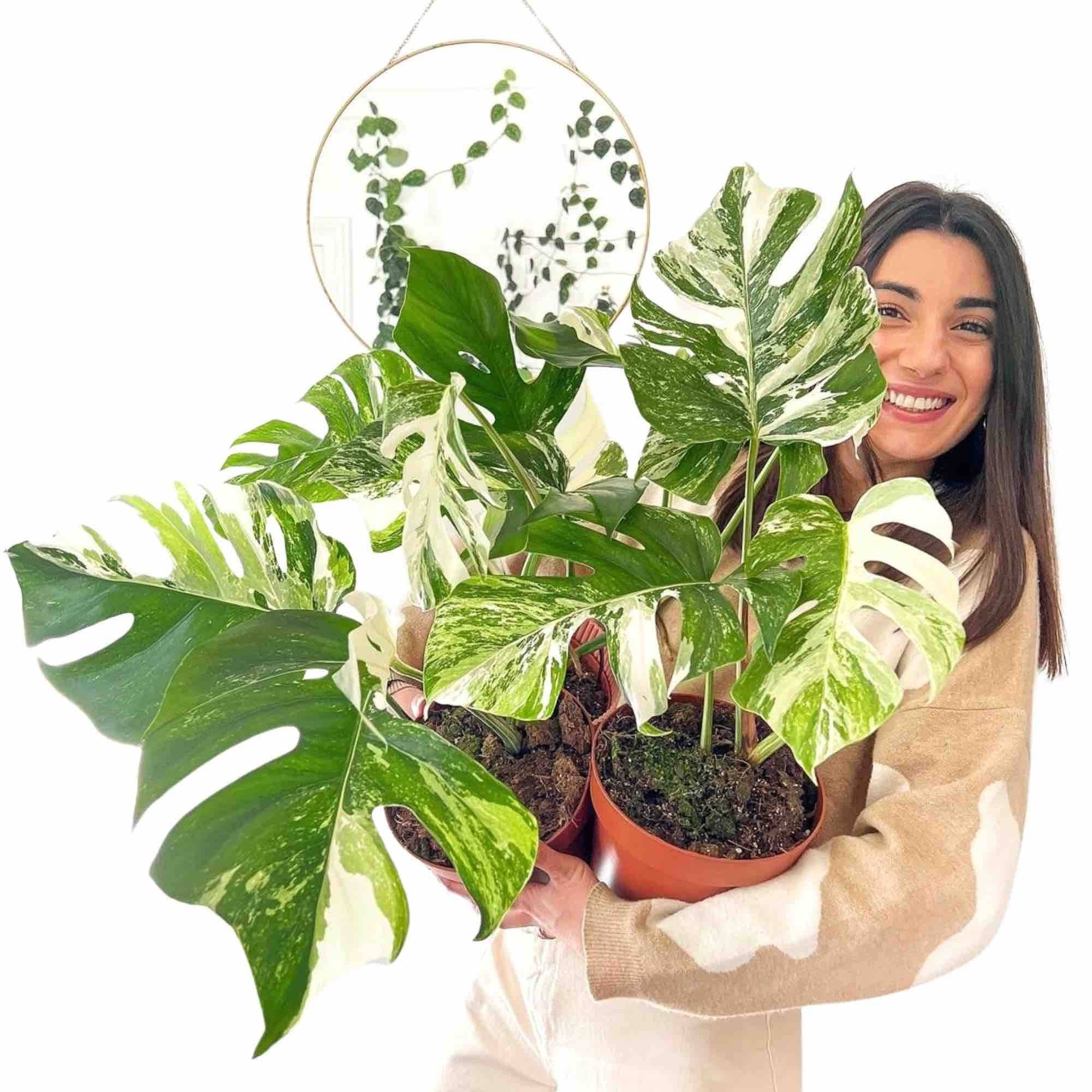 Monstera Variegata - Pot de 17cm - Plantes d'intérieur - Image 2