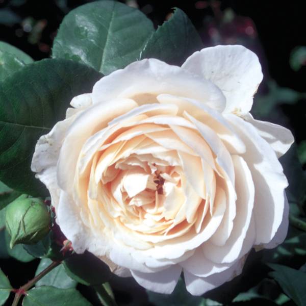 Promesse de Fleurs - Rosier ancien Fragrant old white Pot de 4L/5L